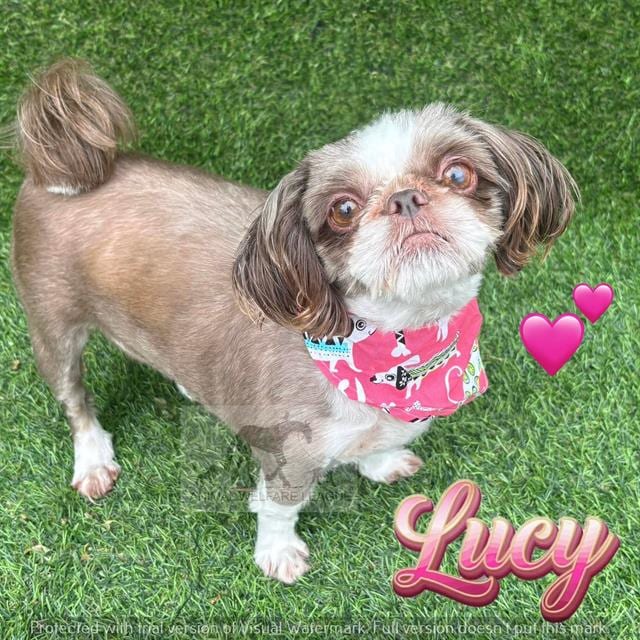 Photo of Lucy, adoptable Shih Tzu in Chicago Ridge, Illinois