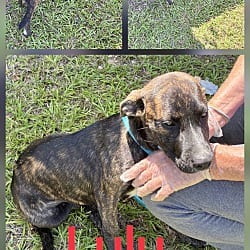 Photo of Lulu, adoptable Mountain Cur in East Hartford, Connecticut