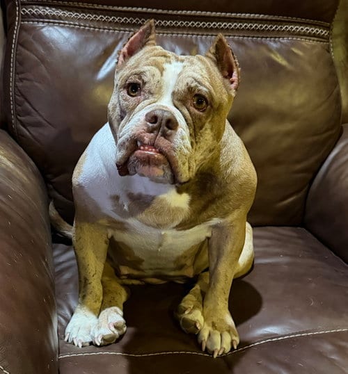 Photo of Pixel, adoptable English Bulldog in Farmersville, Texas