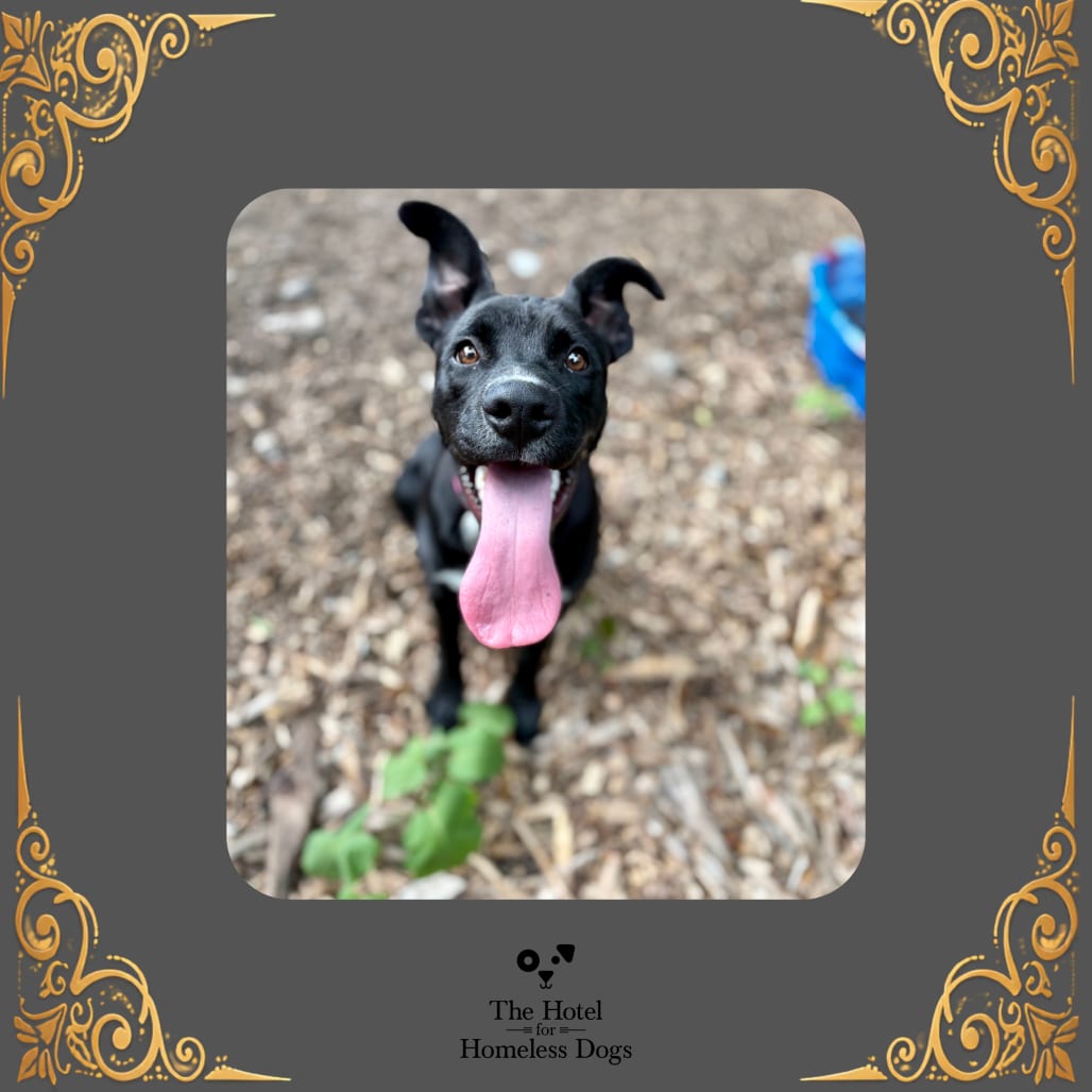 Photo of Ozzie, adoptable Boxer / Retriever, Labrador in Cumberland, Rhode Island