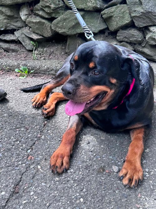 Photo of Queen, adoptable Rottweiler in Hillsboro, New Hampshire