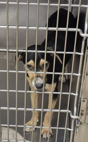 Photo of Laa-Laa, adoptable Treeing Walker Coonhound in Decatur, Illinois