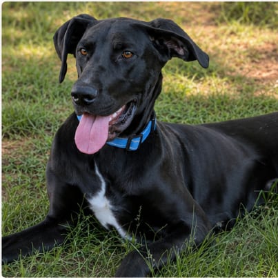 Photo of Lady Bird, adoptable Great Dane / Mixed Breed (Large) in Riverwoods, Illinois