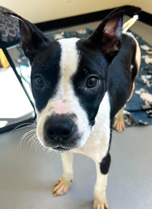 Photo of Olive, adoptable Boston Terrier in Rockwall, Texas