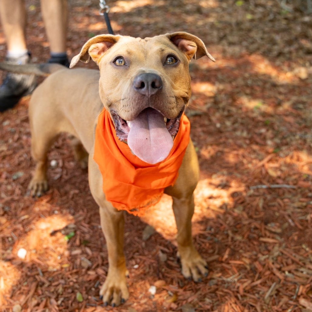Photo of Cardamom, adoptable Mixed Breed (Medium) in Gainesville, Florida