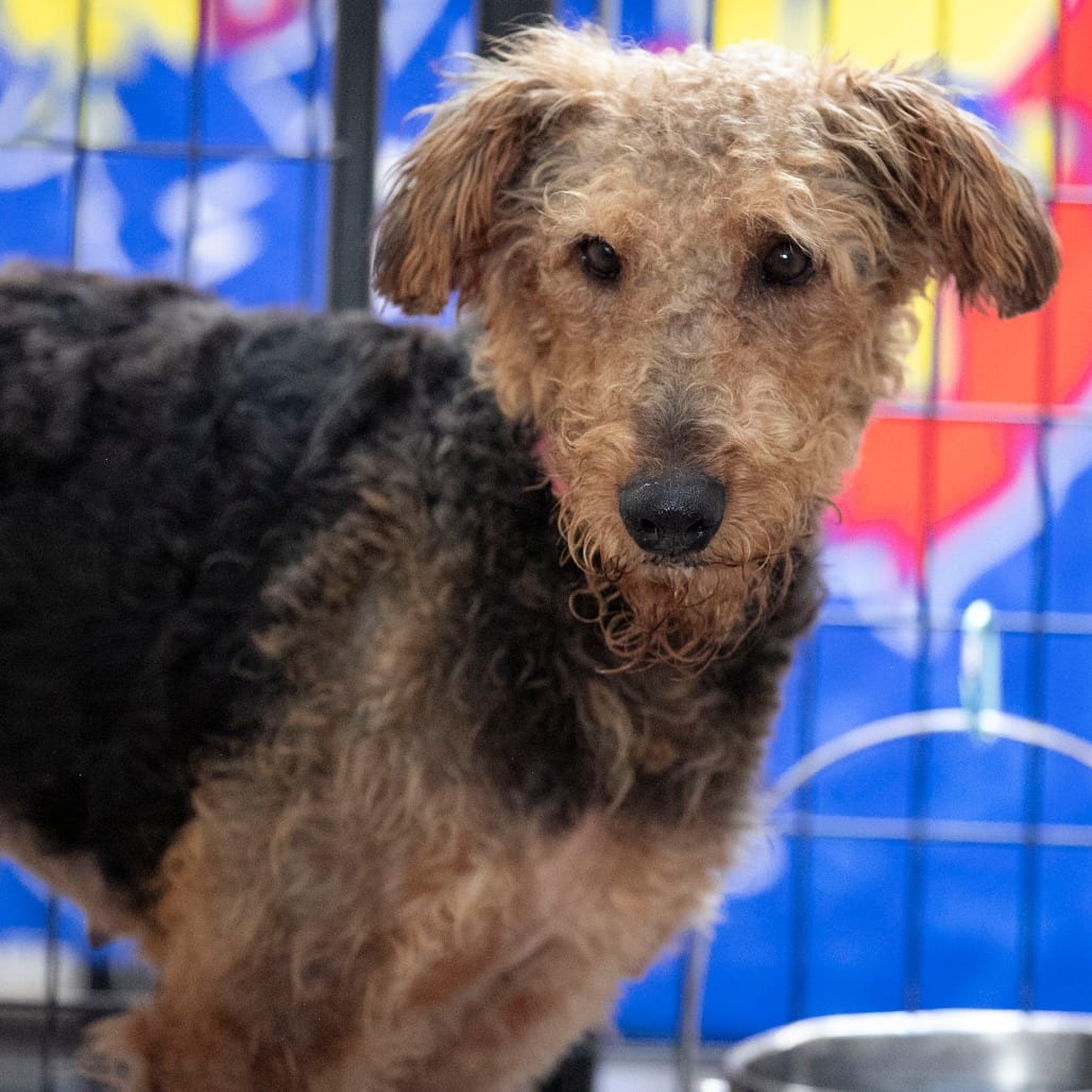Photo of Mrs. Pickles (S26-73), adoptable Terrier, Airedale in Colorado Springs, Colorado