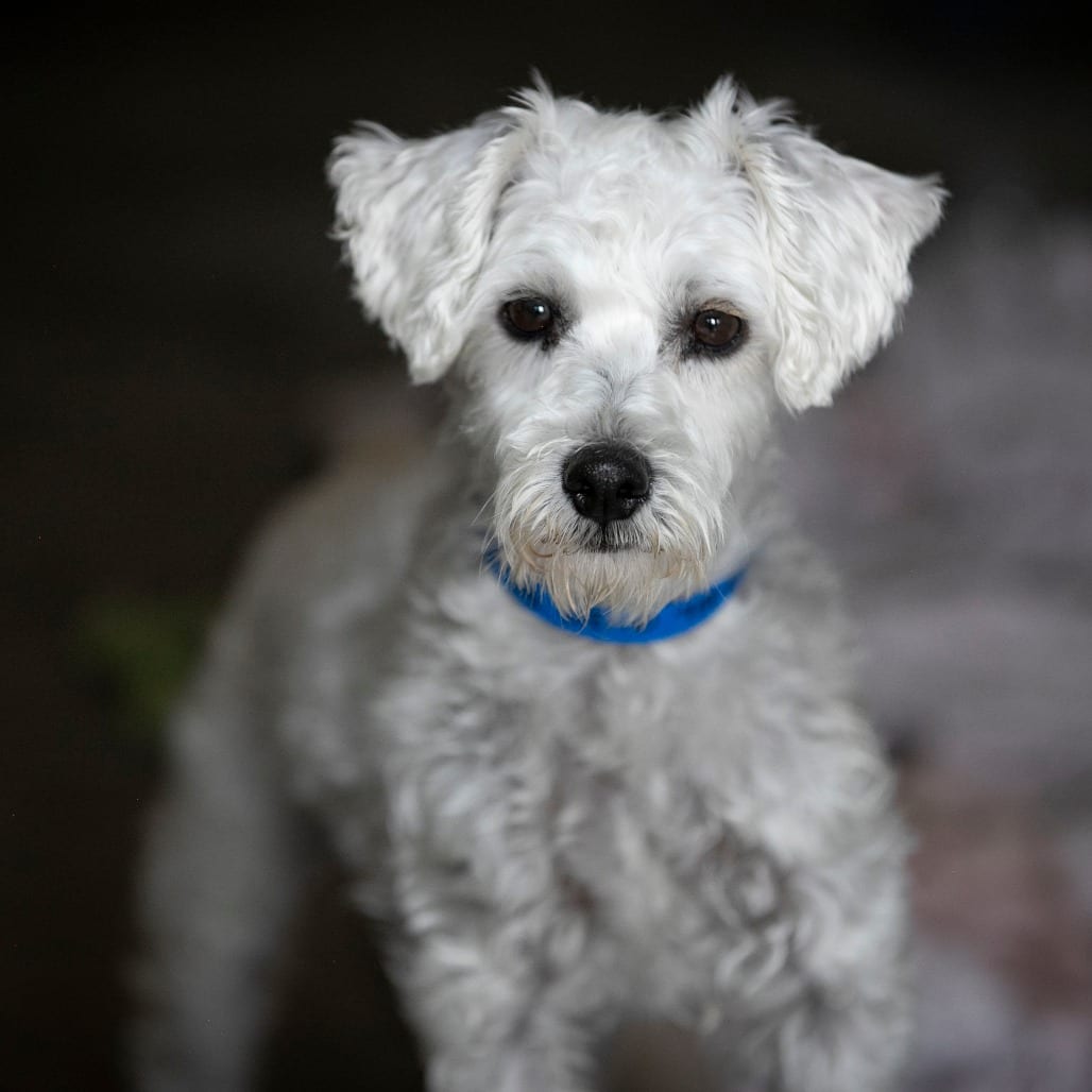 Photo of Nemo (AG26-118), adoptable Schnauzer, Miniature / Poodle, Miniature in Colorado Springs, Colorado