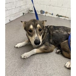 Photo of Bambi, adoptable German Shepherd Dog in San Bernardino, California
