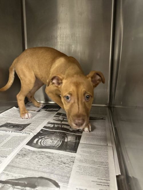 Photo of Amelia, adoptable Staffordshire Bull Terrier in Van Nuys, California