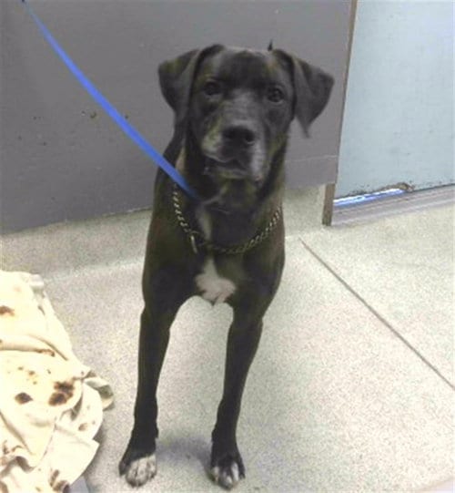 Photo of Loki, adoptable Labrador Retriever in Tallahassee, Florida