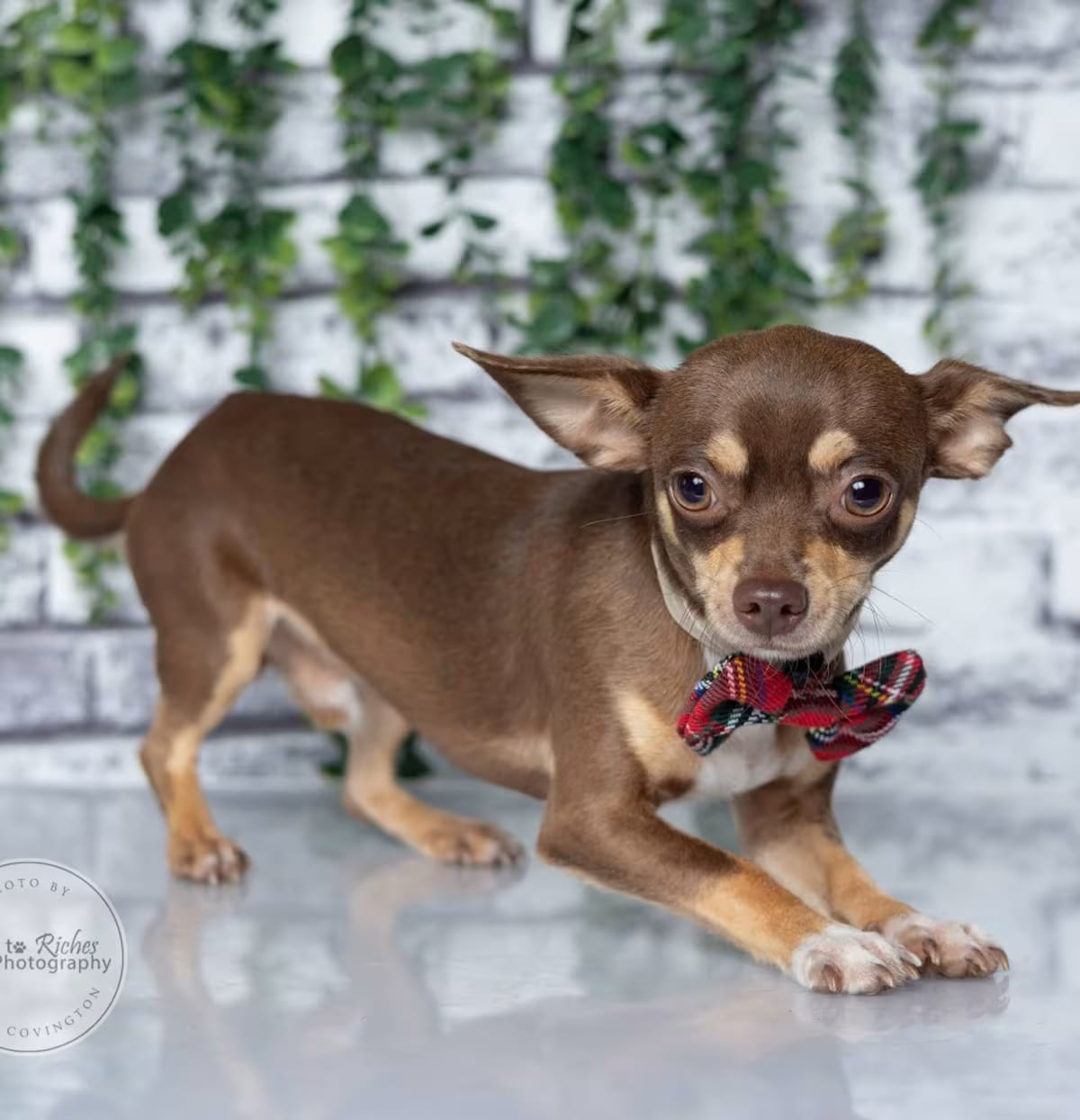 Photo of Neko - 6lbs., adoptable Chihuahua in Johnston, Rhode Island