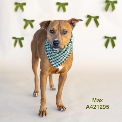 Photo of Max, adoptable Pit Bull Terrier in Conroe, Texas