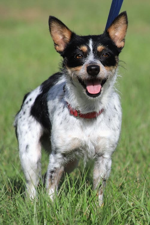 Photo of Whimsey, adoptable Terrier in North Fort Myers, Florida