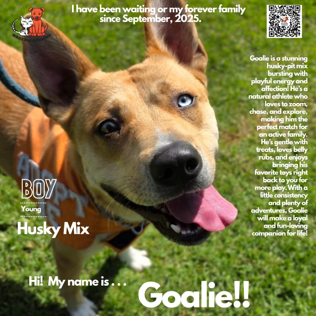 Photo of Goalie, adoptable Husky / Mixed Breed (Large) in Westminster, California