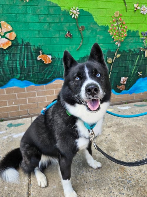 Photo of Ace, adoptable Siberian Husky in Silver Spring, Maryland