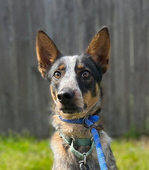 Photo of Koa, adoptable Cattle Dog in San Francisco, California