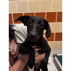 Photo of Bee, adoptable Golden Retriever in San Antonio, Texas