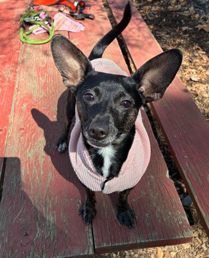 Photo of Ruby, adoptable Chihuahua in Fremont, California