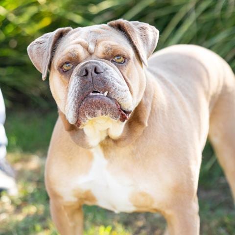 Photo of Maple, adoptable American Bulldog in Camarillo, California