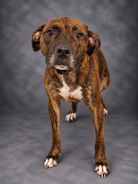 Photo of Arthur, adoptable Bulldog in Winter Haven, Florida