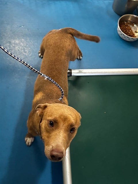 Photo of A171875, adoptable Pit Bull Terrier in Bakersfield, California