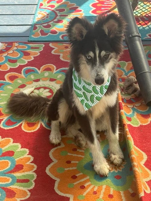Photo of Dexter, adoptable Husky in Holbrook, New York