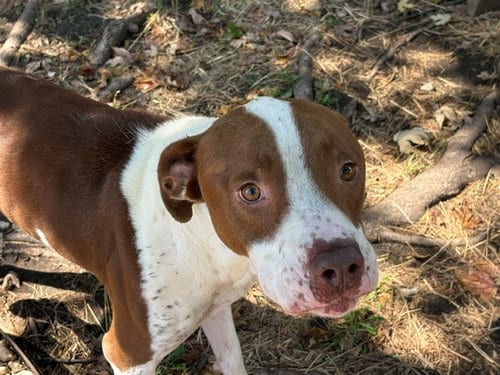 Photo of Hunter, adoptable Pit Bull Terrier in Tulsa, Oklahoma