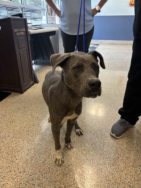 Photo of Rex, adoptable Terrier in Miami, Florida