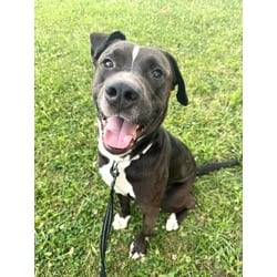 Photo of Arlington, adoptable Mixed Breed (Medium) in Kansas City, Missouri
