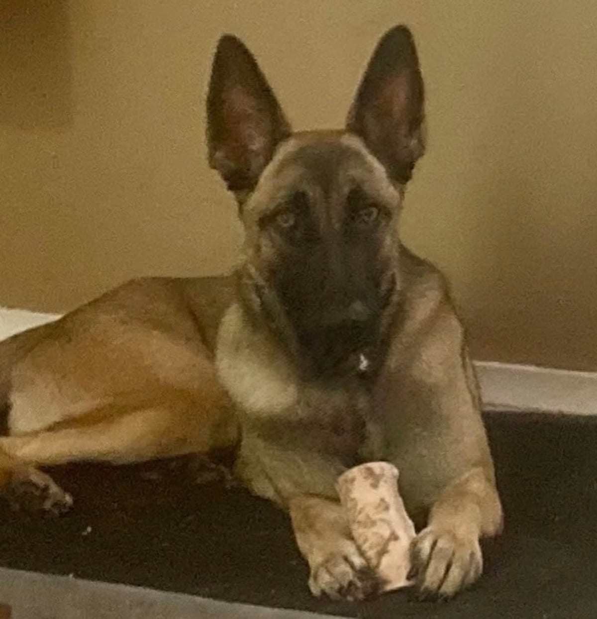 Photo of Athena, adoptable Belgian Malinois in Denver, Colorado