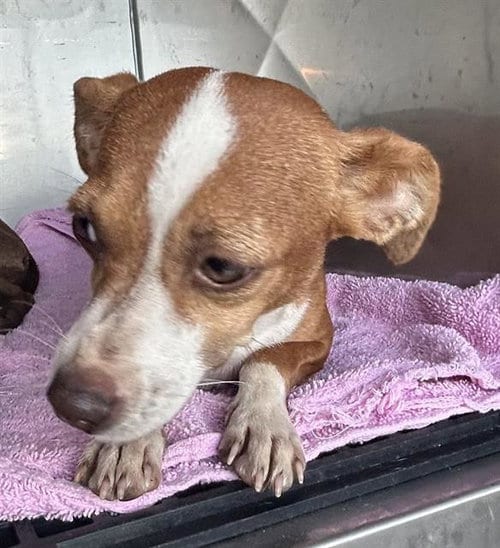Photo of Caramel, adoptable Chihuahua in Fort Myers, Florida
