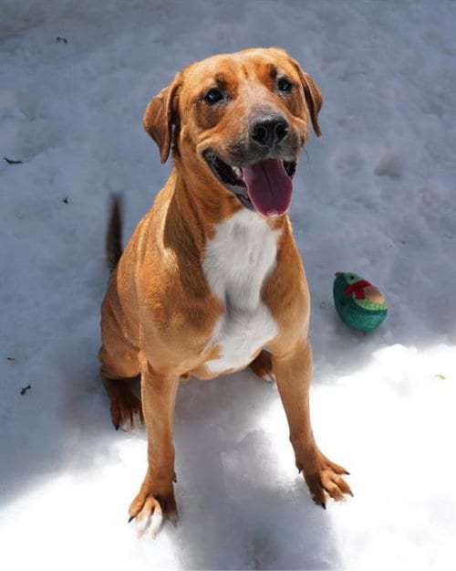 Photo of Chili, adoptable Labrador Retriever in Chula Vista, California