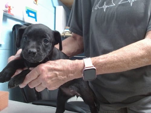 Photo of Cider, adoptable French Bulldog in Albuquerque, New Mexico
