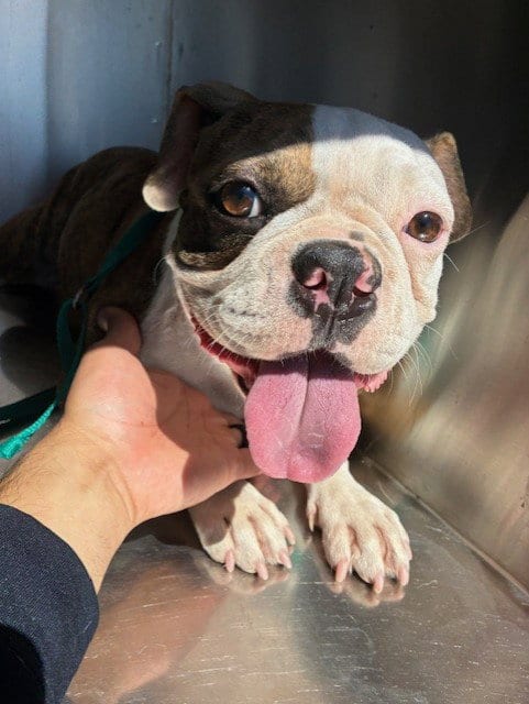 Photo of Tinkerbell, adoptable French Bulldog in Phoenix, Arizona