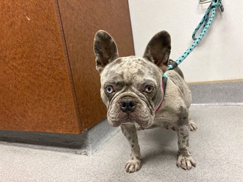 Photo of Stormi, adoptable French Bulldog in Rancho Cucamonga, California