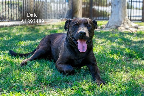 Photo of Dale, adoptable Labrador Retriever in Riverside, California