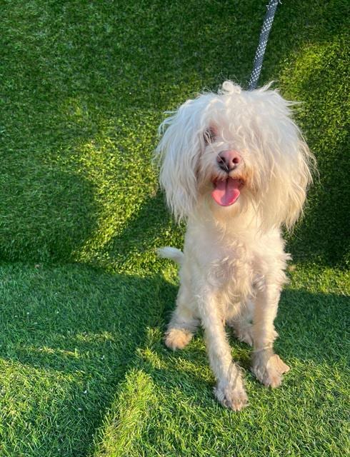 Photo of Little Boy, adoptable Maltese in Chicago Ridge, Illinois