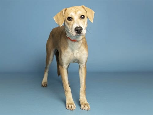 Photo of Juneberry, adoptable Labrador Retriever in Phoenix, Arizona