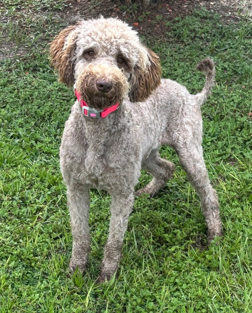 Photo of Michelle, adoptable Mixed Breed in Ocala, Florida