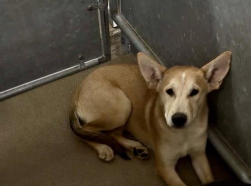 Photo of A128089, adoptable German Shepherd Dog in HESPERIA, California