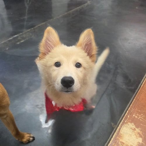 Photo of Coca, adoptable Golden Retriever in Agoura Hills, California