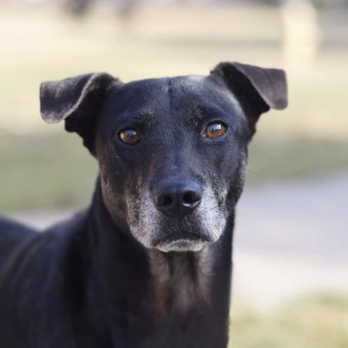 Photo of Tyson, adoptable Labrador Retriever in San Antonio, Texas