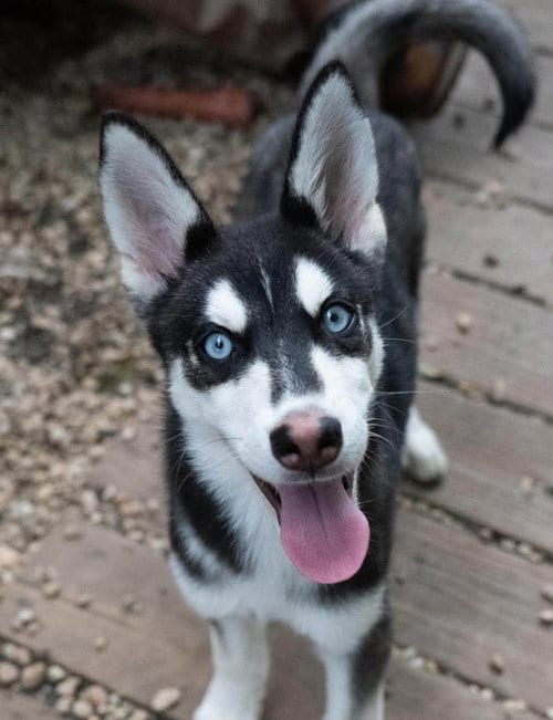 Photo of Pop, adoptable Siberian Husky in Matawan, New Jersey