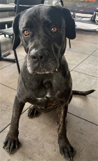 Photo of Bruce, adoptable Cane Corso Mastiff in Bakersfield, California