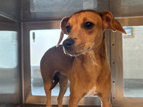 Photo of Ann, adoptable Dachshund in Grand Prairie, Texas