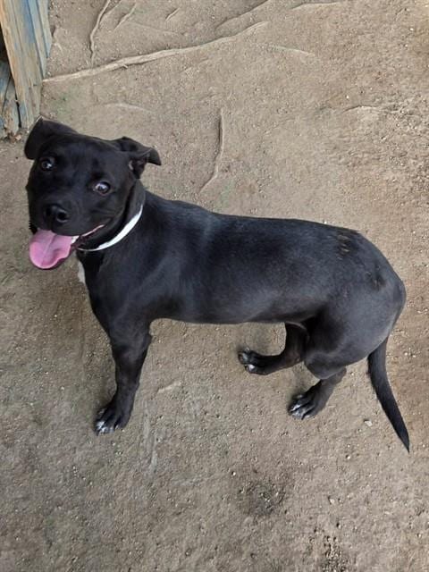 Photo of Opal, adoptable Labrador Retriever in Riverside, California