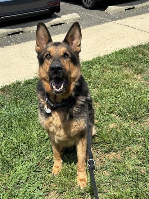 Photo of Coco, adoptable German Shepherd Dog in Forestville, Maryland