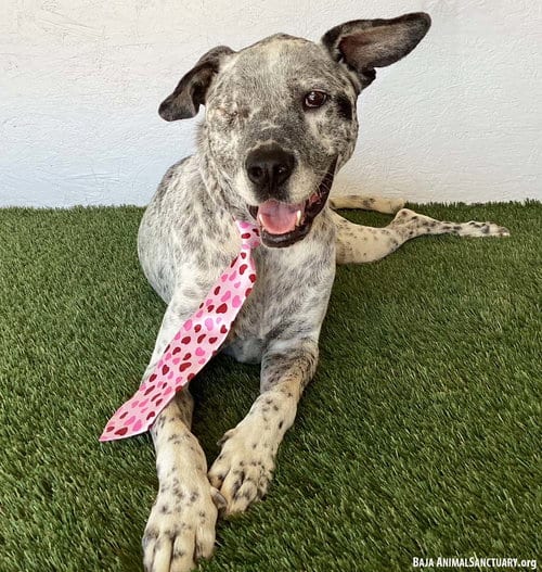 Photo of Snipes, adoptable German Shorthaired Pointer in San Diego, California