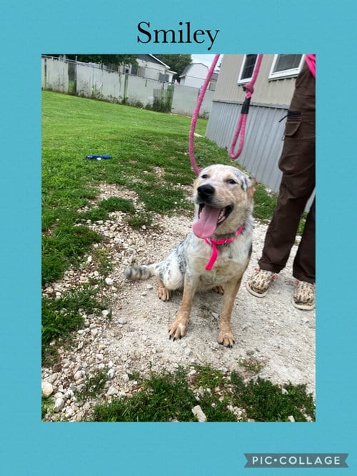 Photo of Smiley, adoptable Australian Cattle Dog/Blue Heeler in Kewanee, Illinois