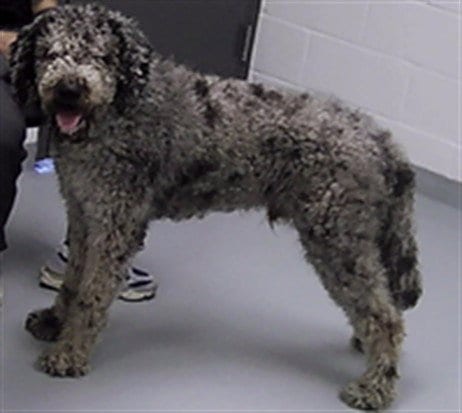 Photo of Max, adoptable Poodle (Standard) in St. Cloud, Florida